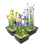 moerasplanten Moerasplanten
