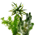 stap2 stap 2 zuurstofplanten