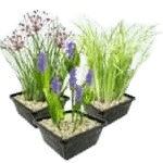 waterplanten