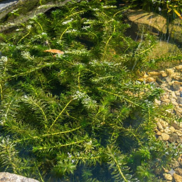 Wasserpest vdvelde.com