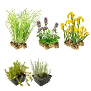 Filterpflanzen mit einheimischen Filterpflanzen für 4–7 m²