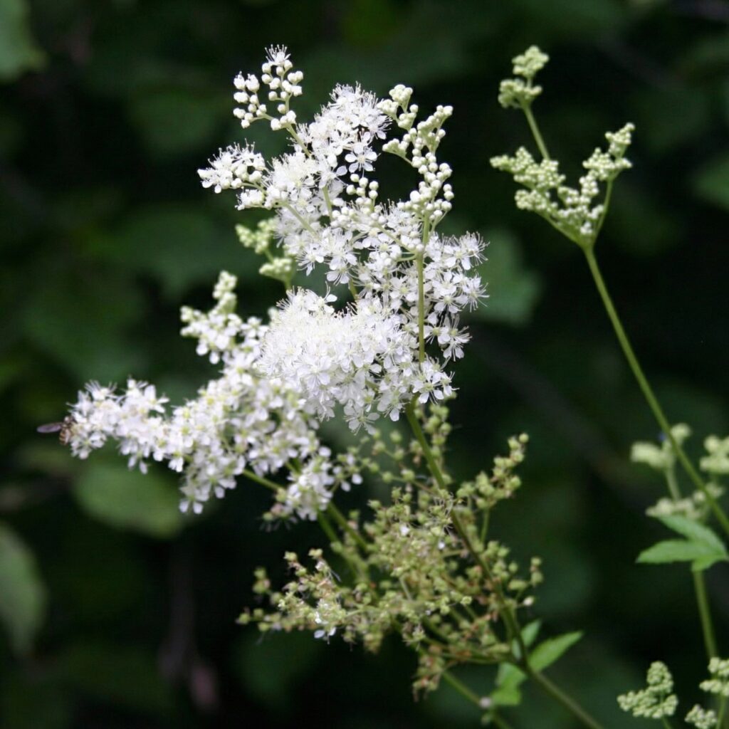 Meadowsweet - vdvelde.com