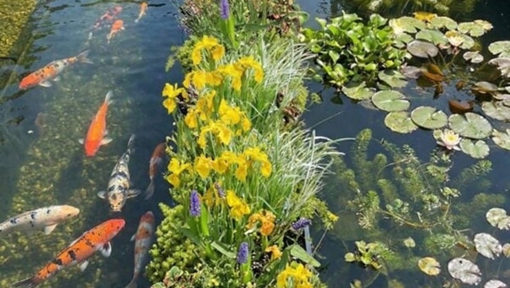 Koi muur Parede Koi