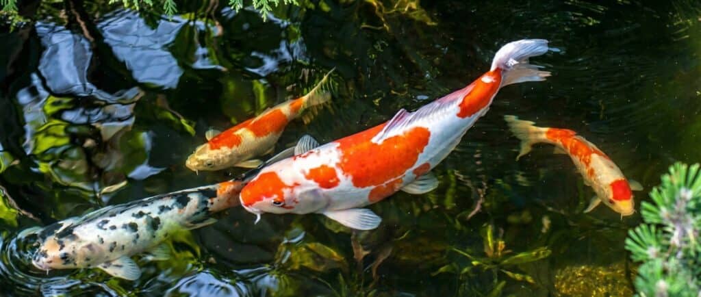 Densidade excessiva de peixes
