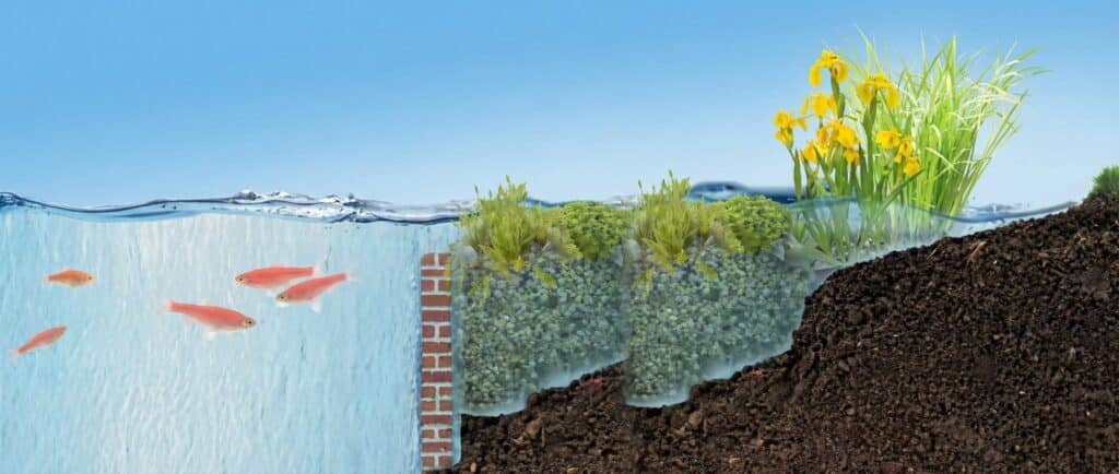 Sección transversal de un estanque para nadar con plantas de ribera y plantas oxigenantes