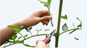 Vijverplanten snoeien instructie Vijverplanten snoeien instructie