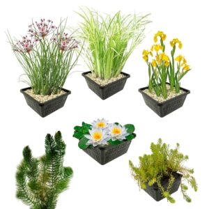 Wasserpflanzen mit einheimischen Wasserpflanzen 400