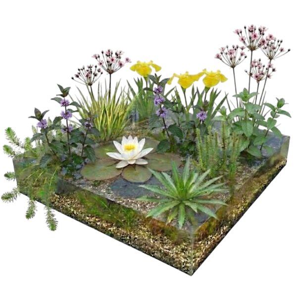 Paquete completo para estanques con especies autóctonas10.000