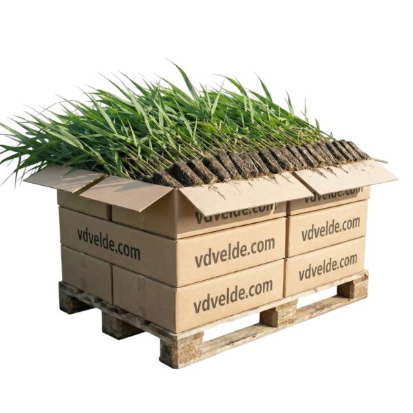 Riet 1000 planten Cana-de-vime, 1000 plantas