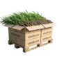 Cana-de-vime, 1000 plantas