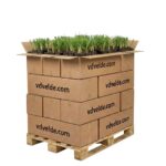 Plantas Typha 1000