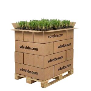 Lisdodde 1000 planten