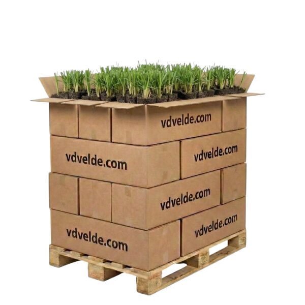 Plantas Typha 1000