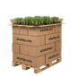 Plantas Typha 1000