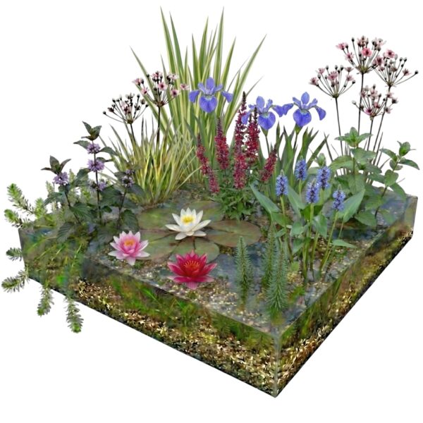 Compleet Plantenfilter Pakket 8-12 m2 Paquete completo de filtro vegetal para 8-12 m²