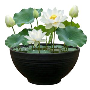 Mini Vijver Witte Lotus