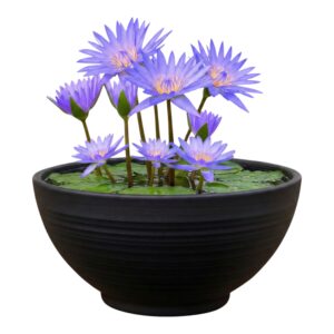 Mini Vijver Blauwe Waterlelie