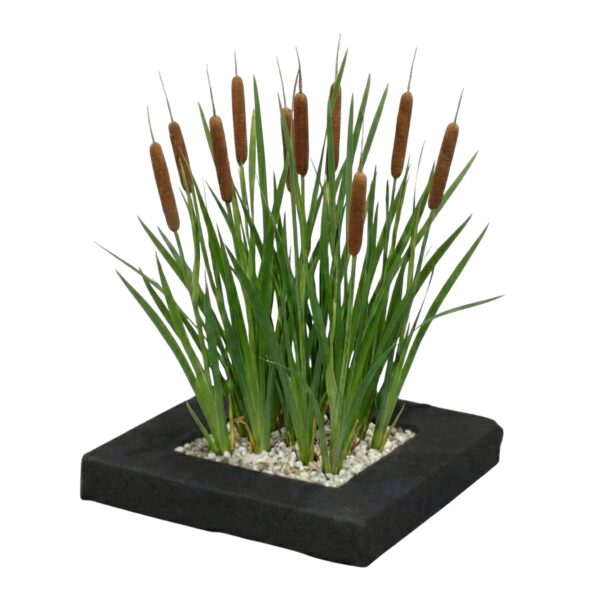 lucky bamboo plant Lucky Bamboo – Mari's Gardens main image 0