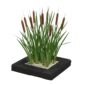 Typha Plant Island