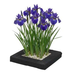 Planteøen Iris blue