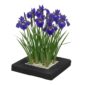 Ilha das Plantas Iris blue