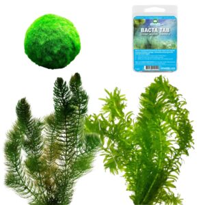 Algae Control Kit1.250