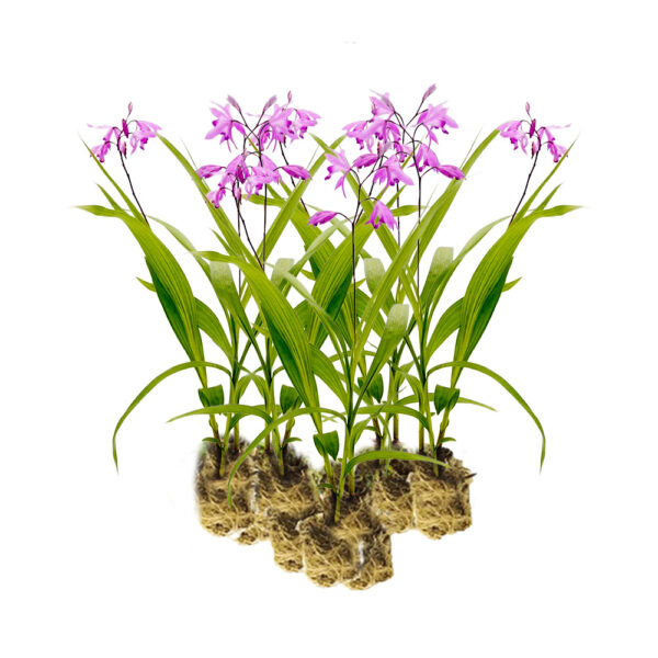 Aardorchidee 15 planten Aardorchidee 15 planten