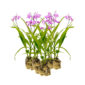 Orquídea terrestre, 15 plantas
