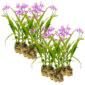 Orquídea terrestre, 30 plantas