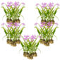 Orquídea terrestre – 100 plantas