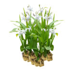 Bletilla white plants