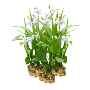 Bletilla white plants