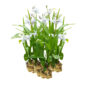 Bletilla white plants