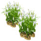 Bletilla white plants