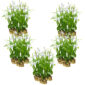 Bletilla white plants