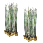Equisetum plants