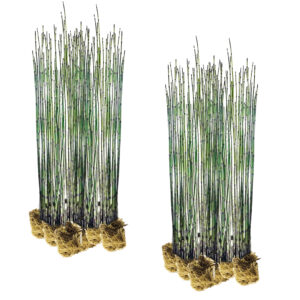 Equisetum plants Equisetum