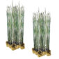 Equisetum plantas de Equisetum