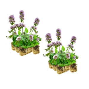 Mentha plants