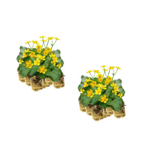 Caltha plants