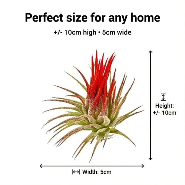 Air Plants: 10 Tillandsia and 3 Spanish Moss - vdvelde.com