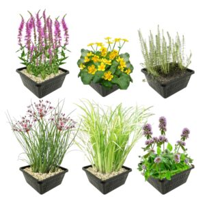 Inheemse Vijverplanten 4 Seizoenbloeiers