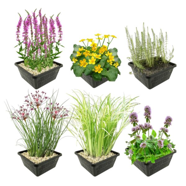 Inheemse Vijverplanten 4 Seizoenbloeiers Einheimische Teichpflanzen – Vierjahreszeitblüher