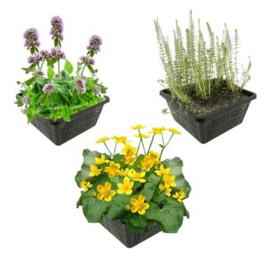 Plantes de bassin à floraison printanière