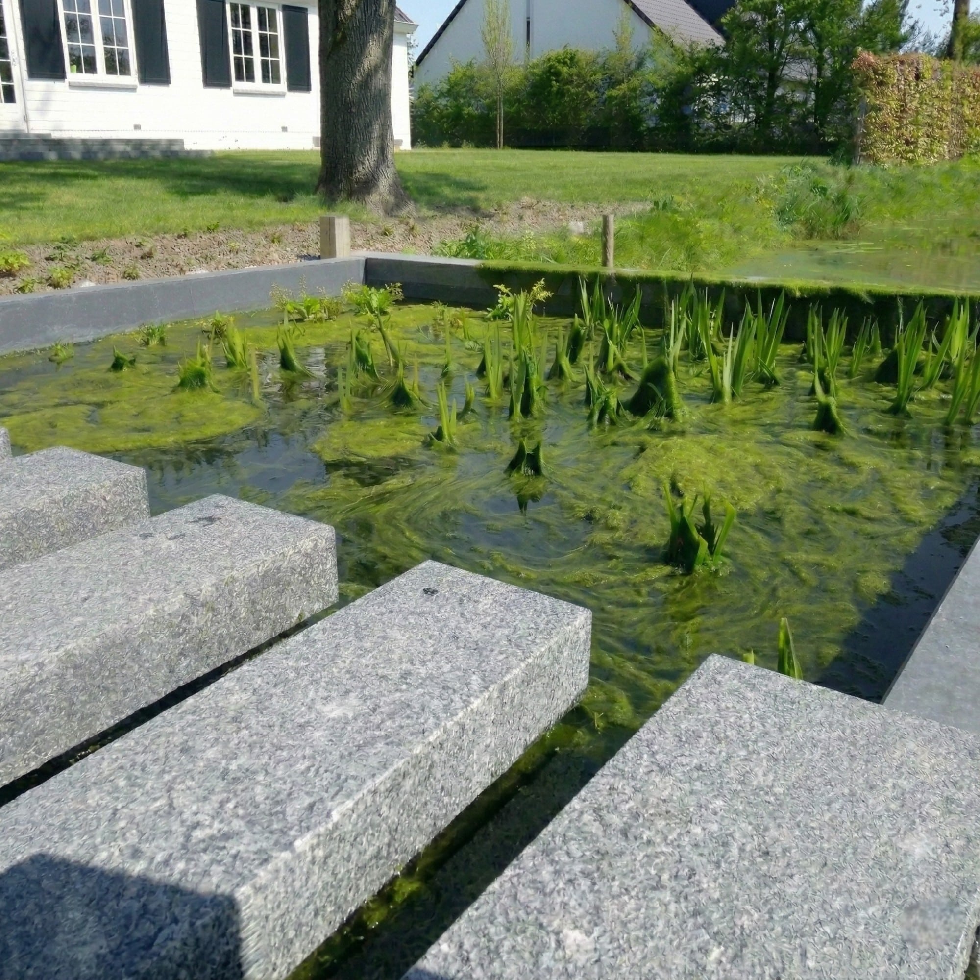 Alga filamentosa