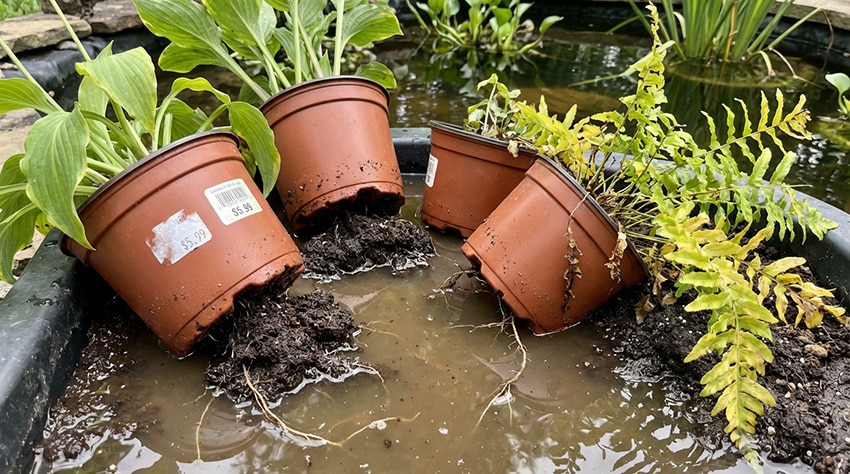 Centro de jardinagem - plantas para lagoas
