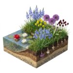 AQUA BULBS Wild Mix – Ragged Robin Flower Bulbs