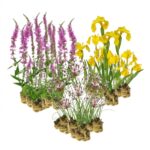 Natuurvriendelijke Oever Planten 2-3 m2