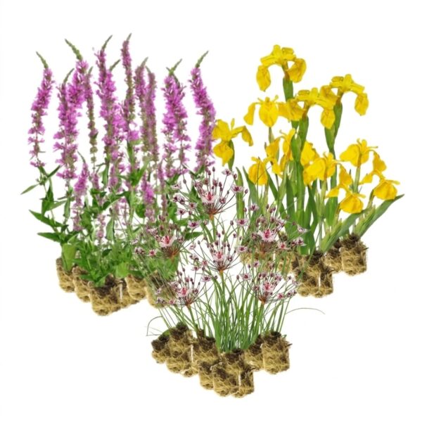 Natuurvriendelijke Oever Planten 2-3 m2 Natuurvriendelijke Oever Planten 2-3 m2