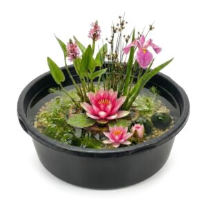Compleet Mini Vijverpakket ingegraven - Roze - Rond
